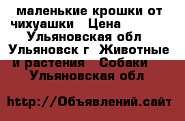 маленькие крошки от чихуашки › Цена ­ 2 000 - Ульяновская обл., Ульяновск г. Животные и растения » Собаки   . Ульяновская обл.